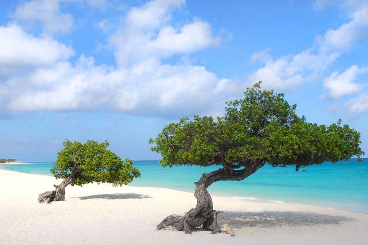 Divi divi bomen op Aruba