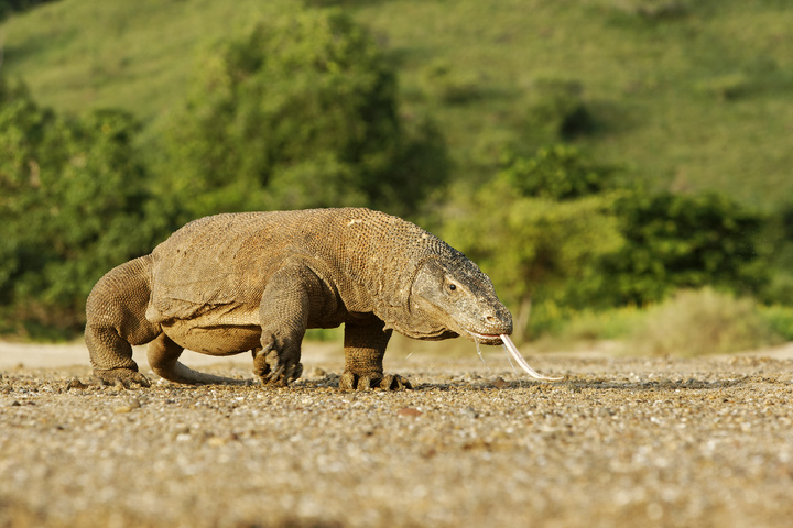 Komodovaraan in Indonesie